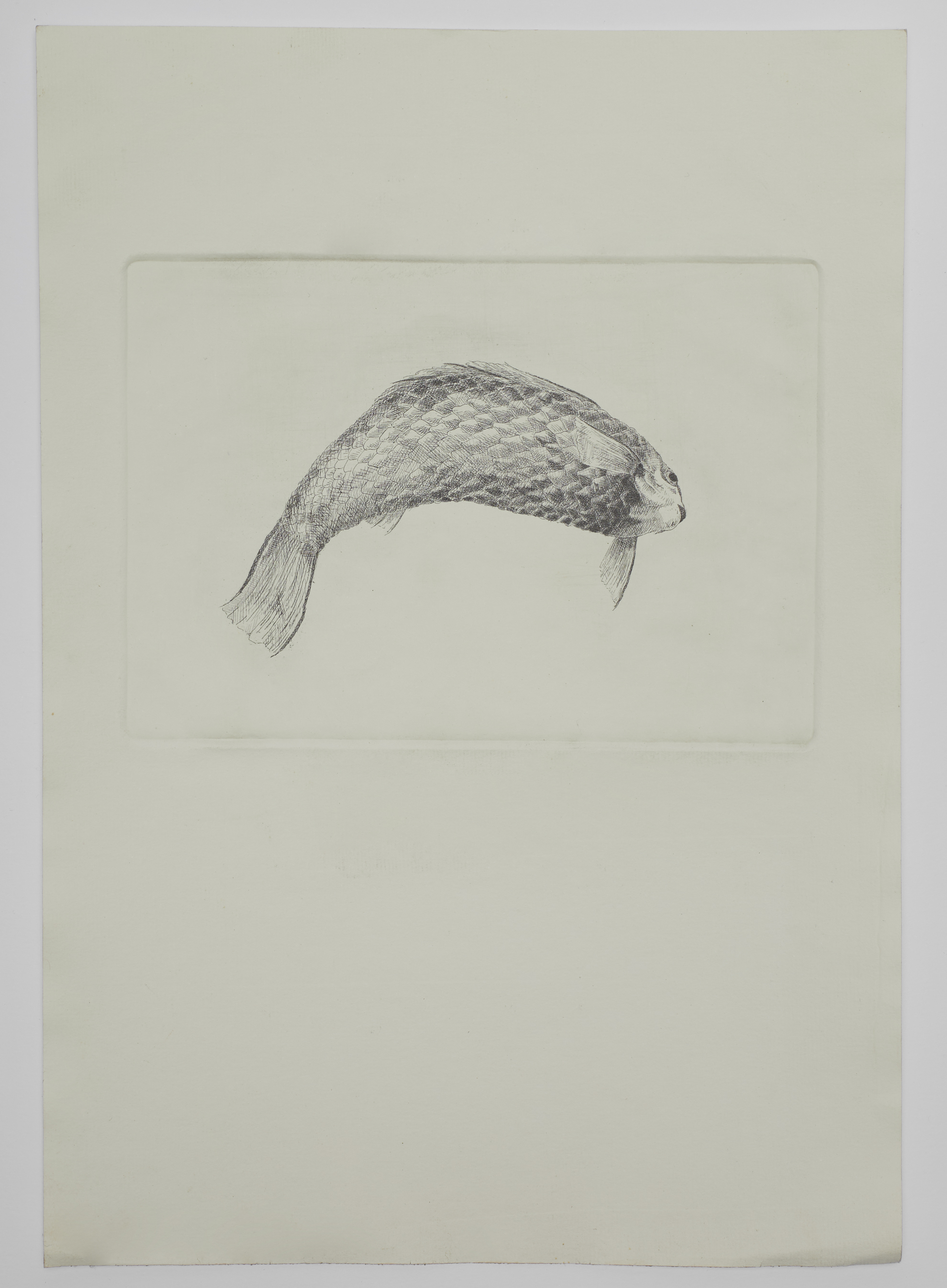 Front image for: Peixe